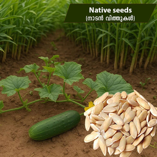 Inchi-vellari (ഇഞ്ചി-വെള്ളരി) Seeds