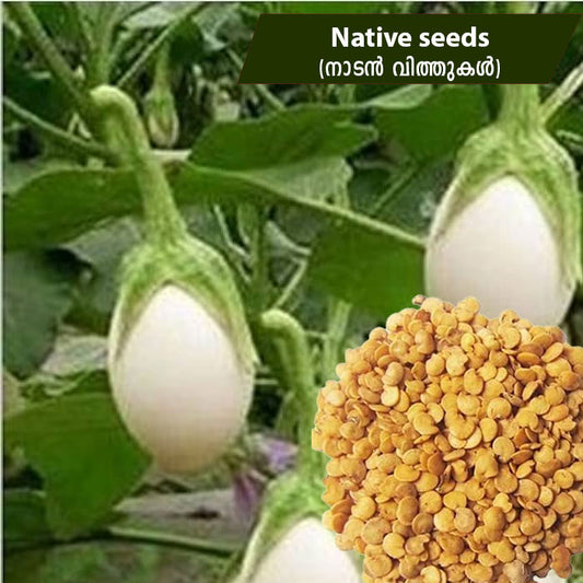 Kathirikai - Brinjal (നാടൻ കത്തിരിക്ക) Native Seeds