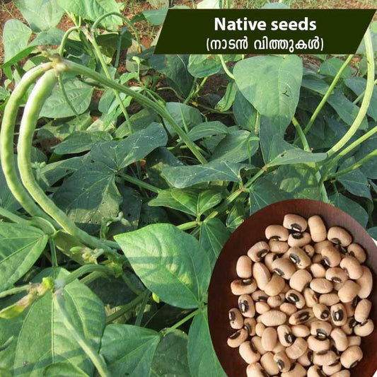 Cow Pea (കുറ്റിപ്പയർ - നാടൻ) Native seeds
