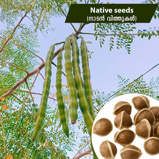 Drum Stick (നാടൻ മുരിങ്ങ) Native Seeds