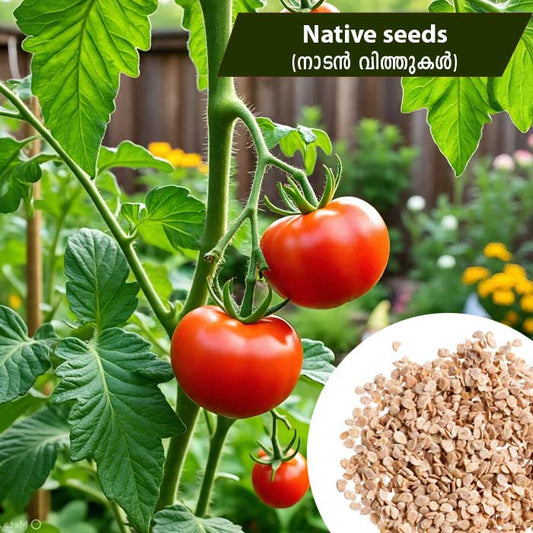 Tomato (നാടൻ-തക്കാളി) Native seeds