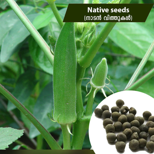 Okra (നാടൻ വെണ്ട) Native Seeds