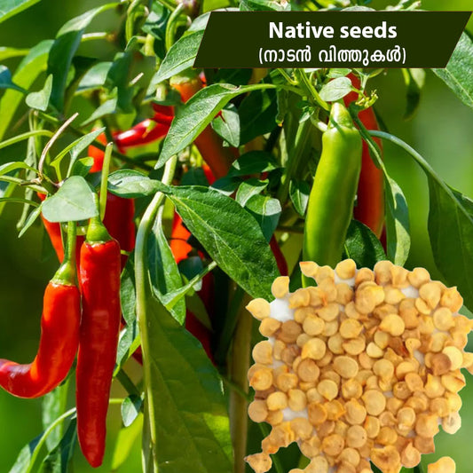 Green Chilli ( നാടൻ പച്ചമുളക് ) Seeds