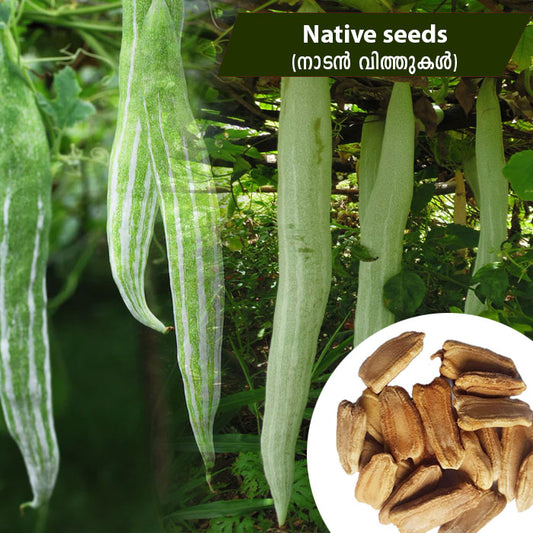 Snake Gourd (നാടൻ പടവലം) Native Seeds