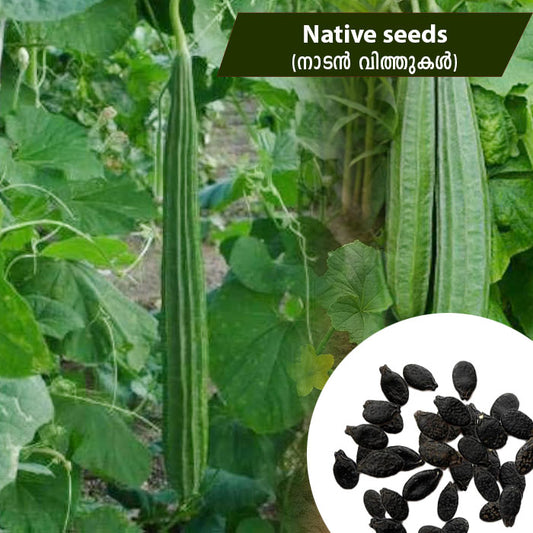 Ridge  Gourd (നാടൻ പീച്ചിൽ) Native Seeds