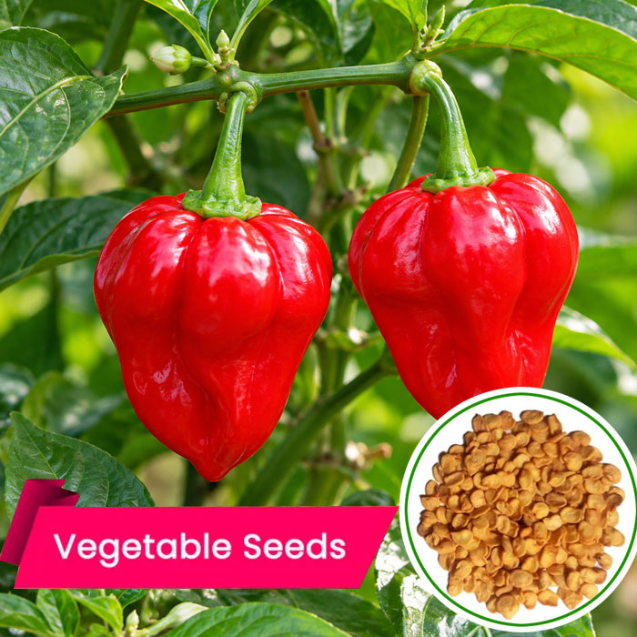 Chilli Red Lantern Seeds
