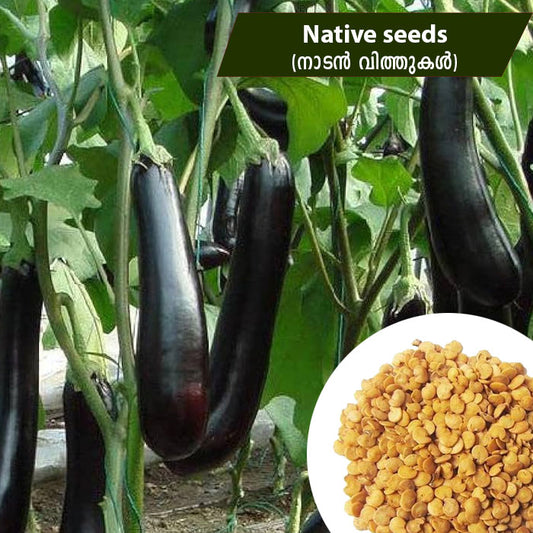 Brinjal - Naadan (നാടൻ വഴുതന) Seeds