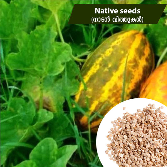 Cucumber (നാടൻ വെള്ളരി) Native seeds