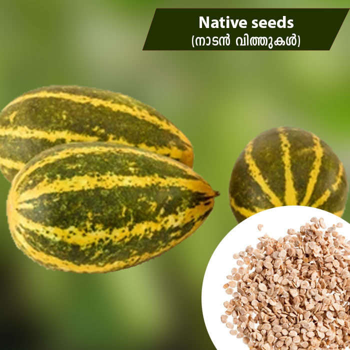 Cucumber (നാടൻ വെള്ളരി) Native seeds